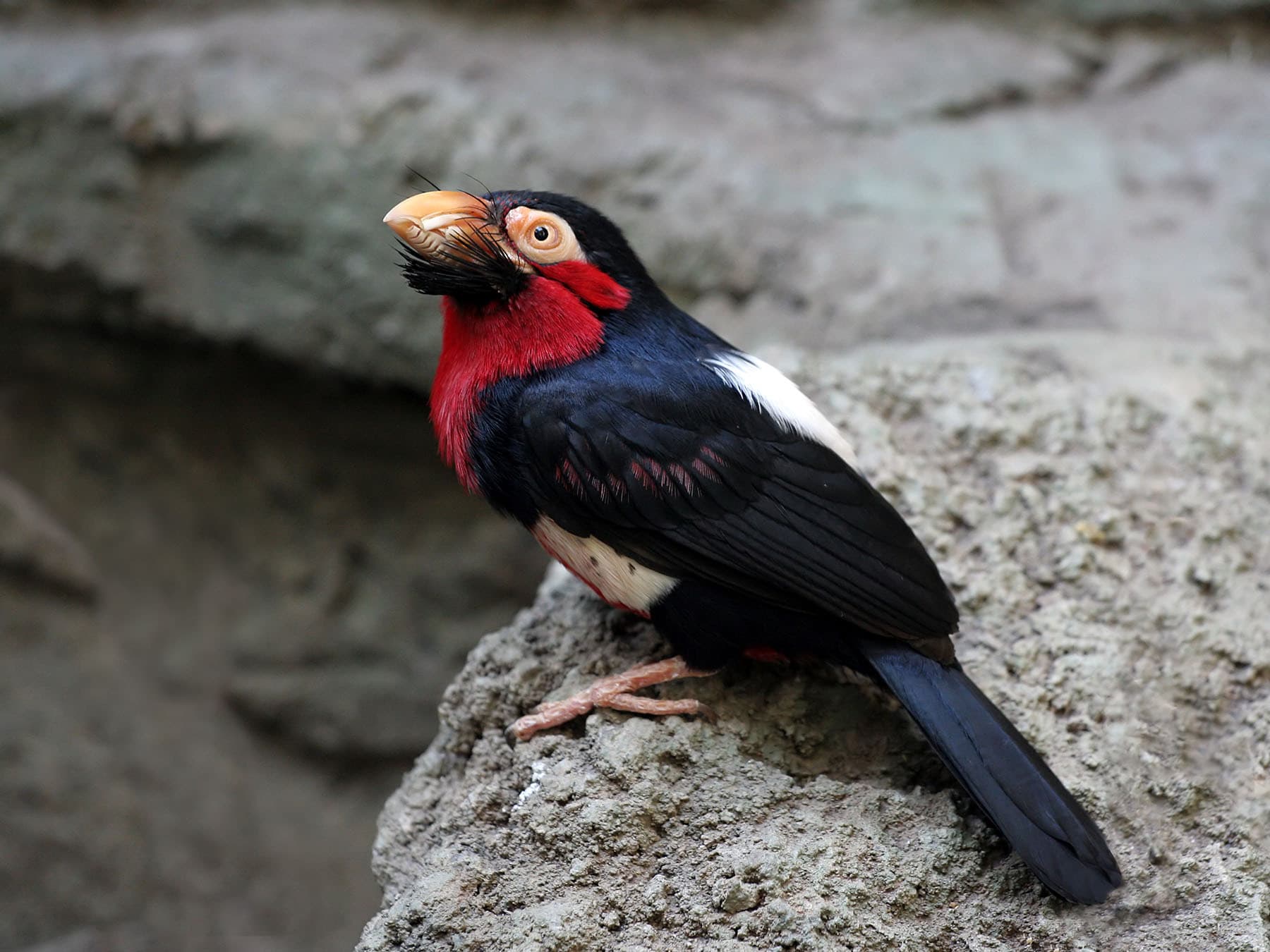 Bearded Barbet resting on the rocks