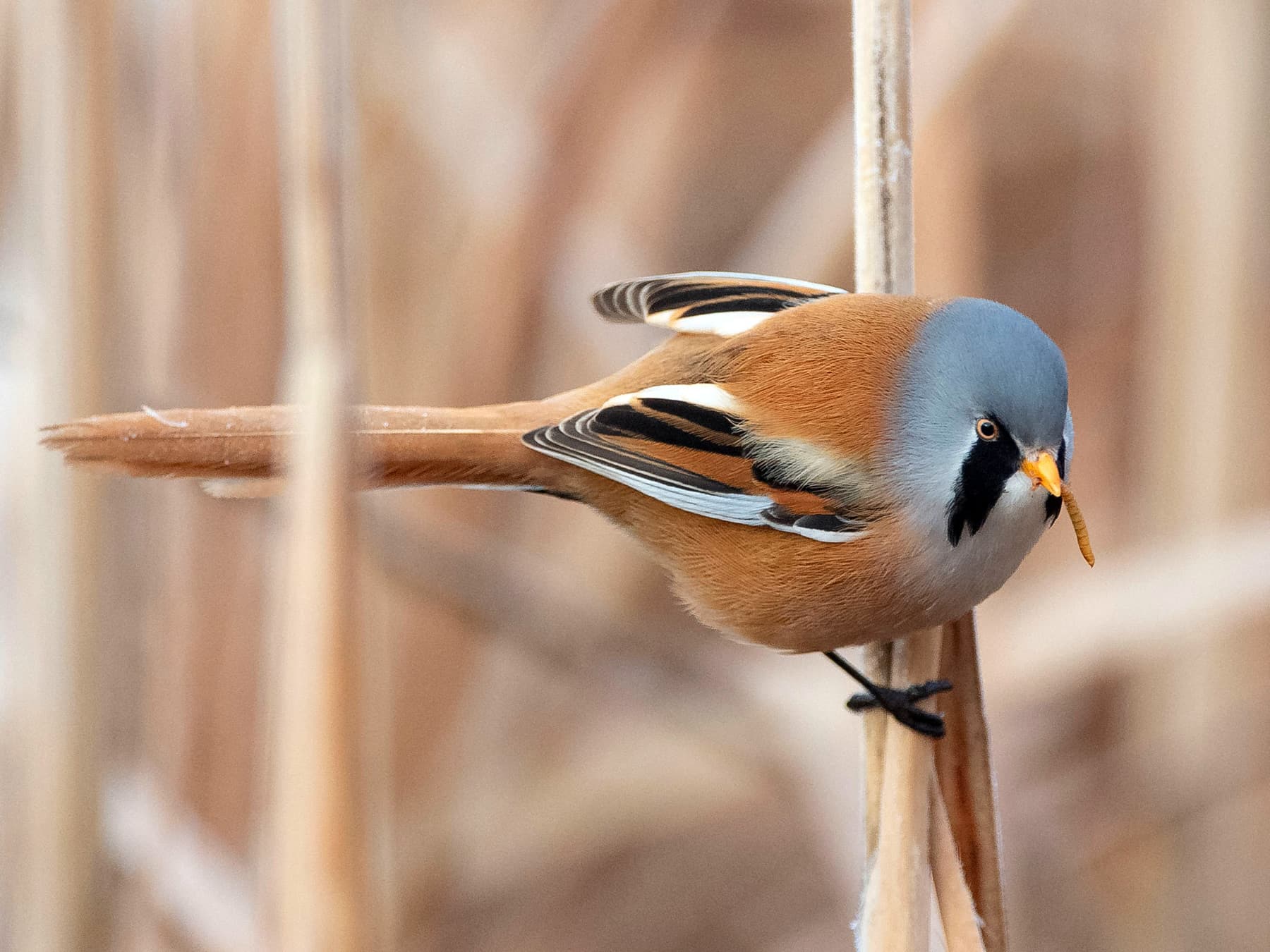 Bearded Tit feeding on prey