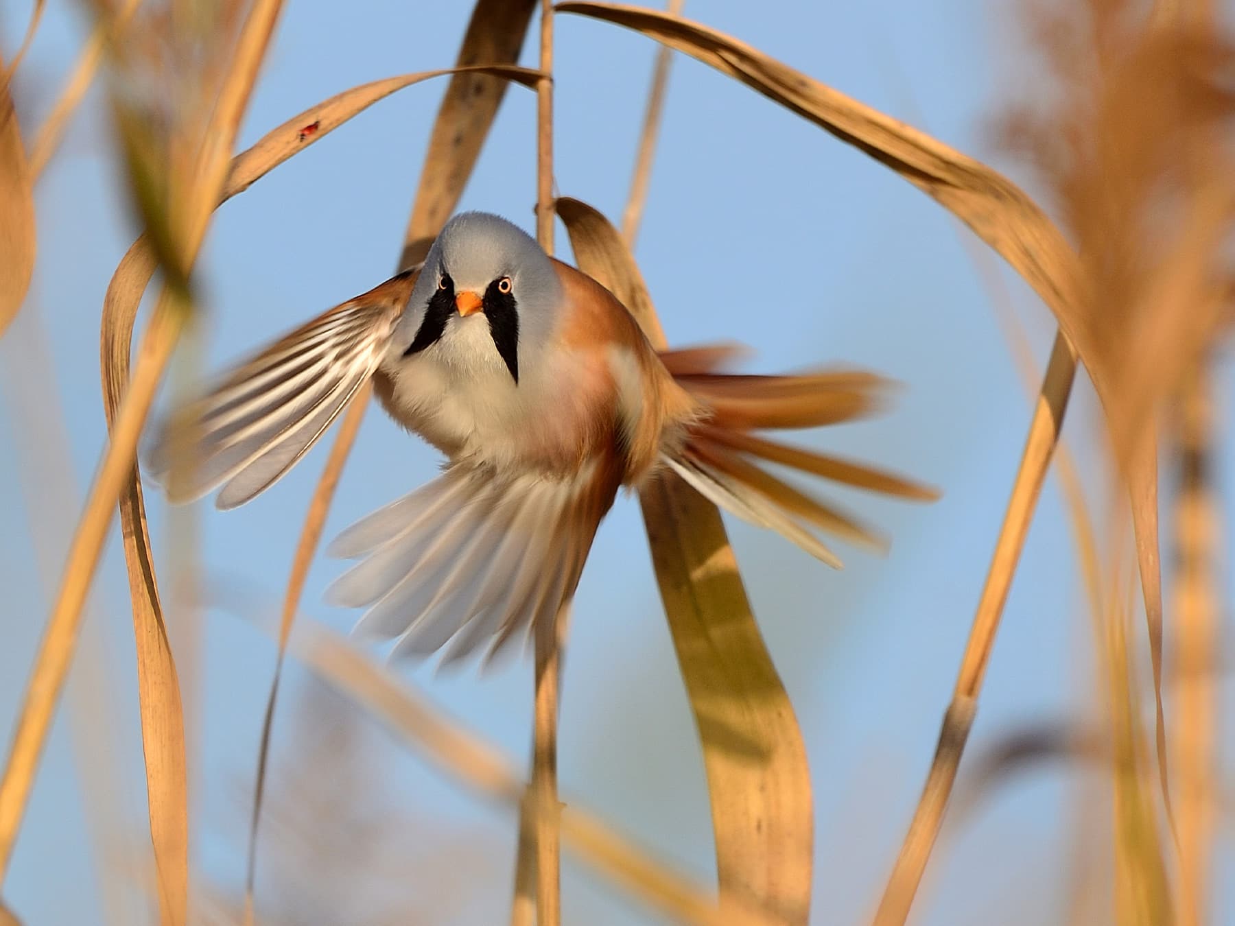 Bearded Tit taking-off from the reedbeds