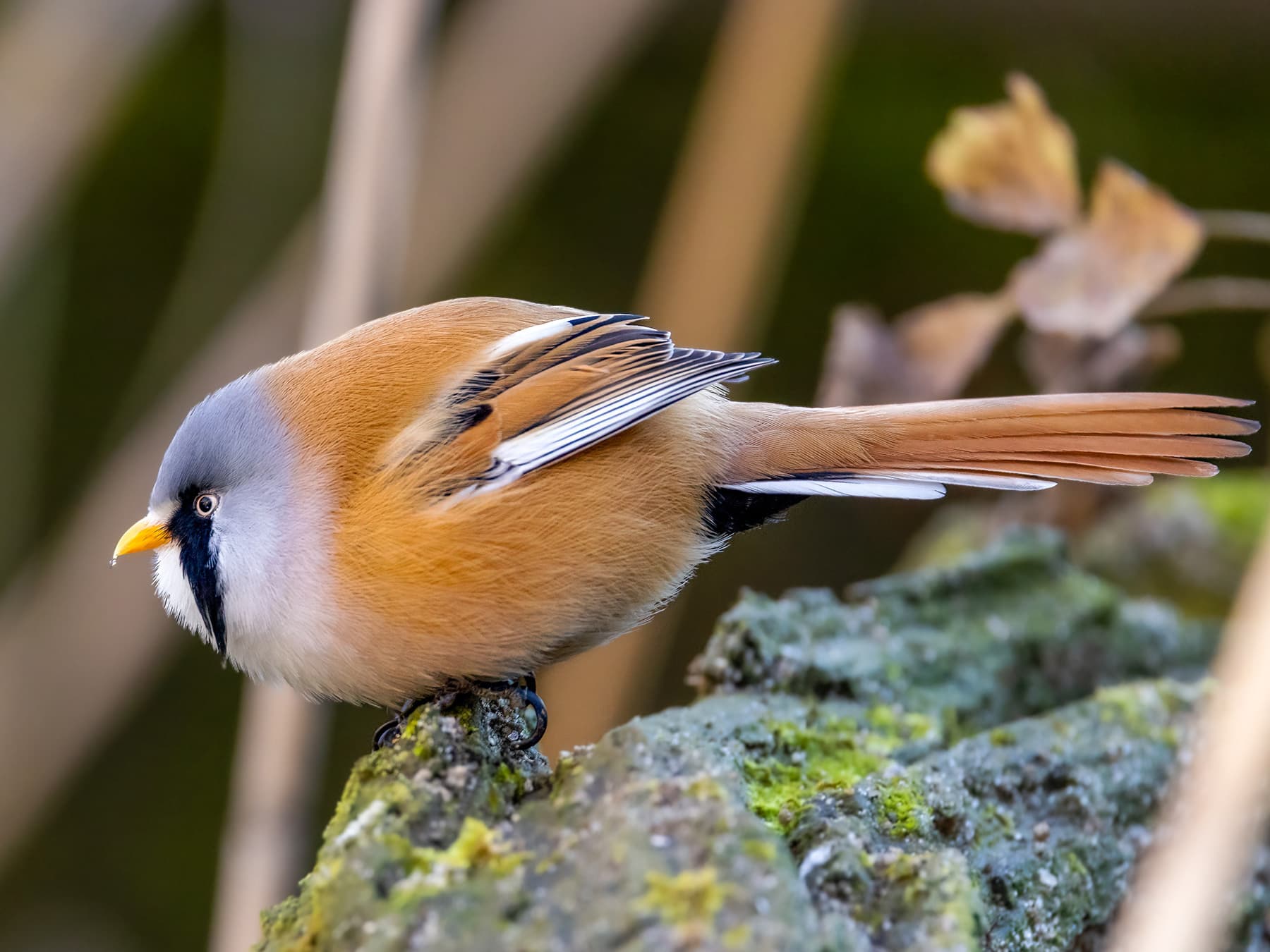 Bearded Tit foraging in natural habitat
