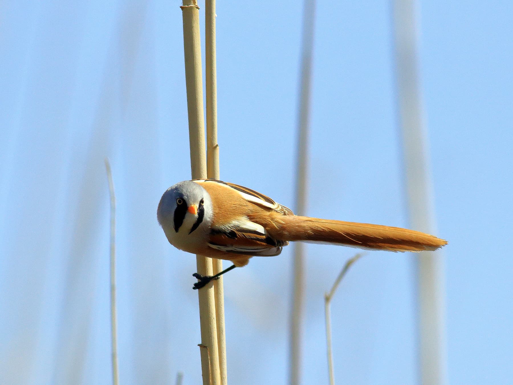 Bearded Tit in reedbed looking for prey