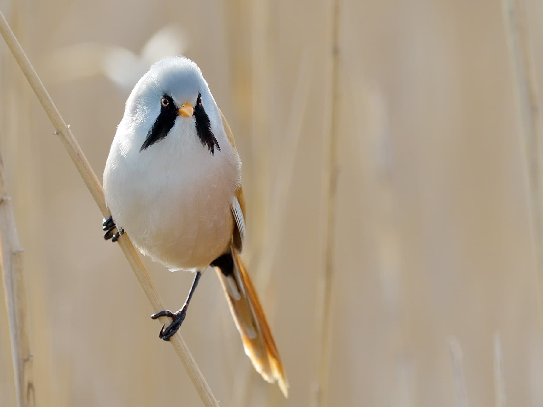 Bearded Tit perching on a reed