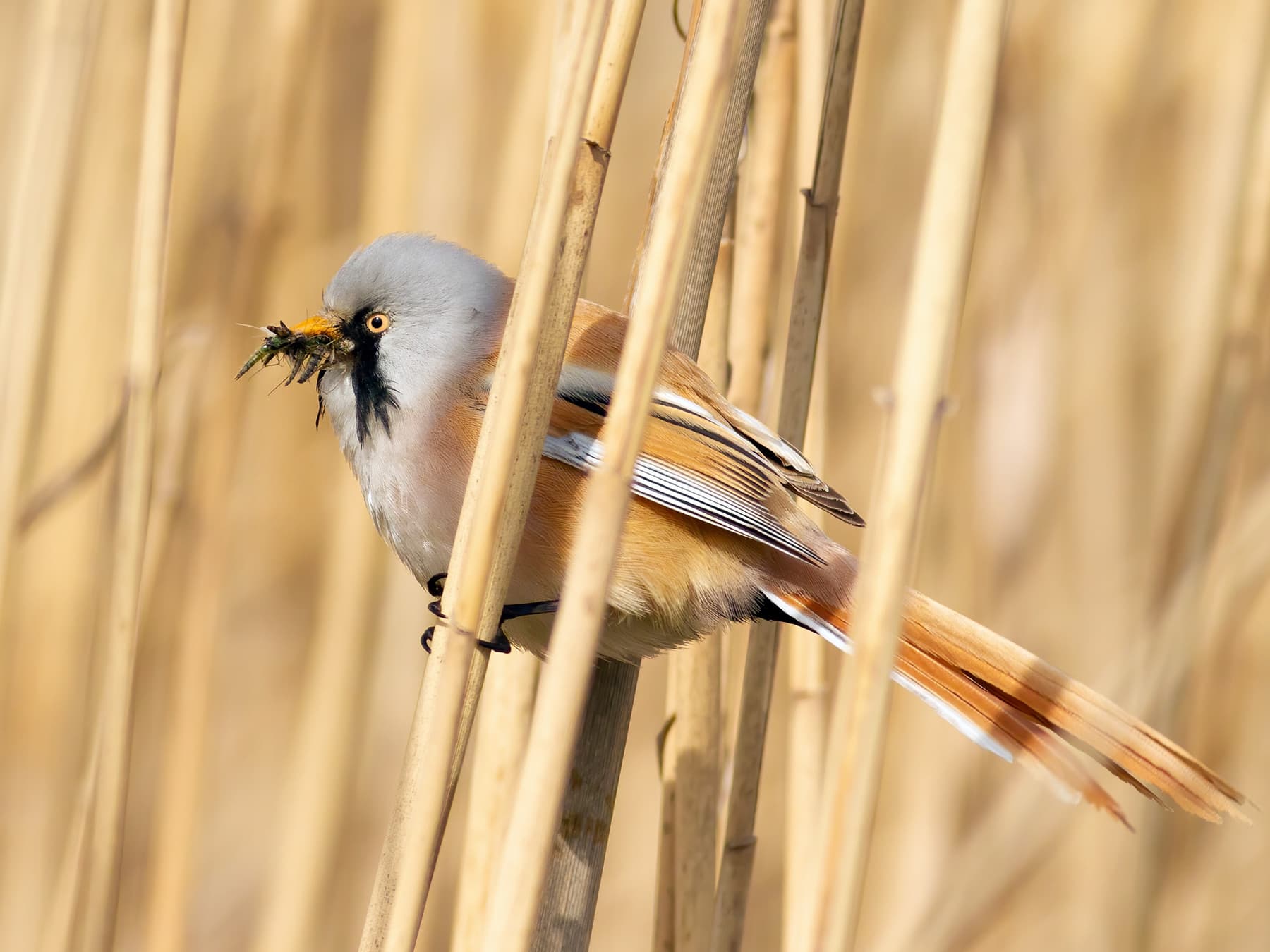 Bearded Tit with a beak full of insects