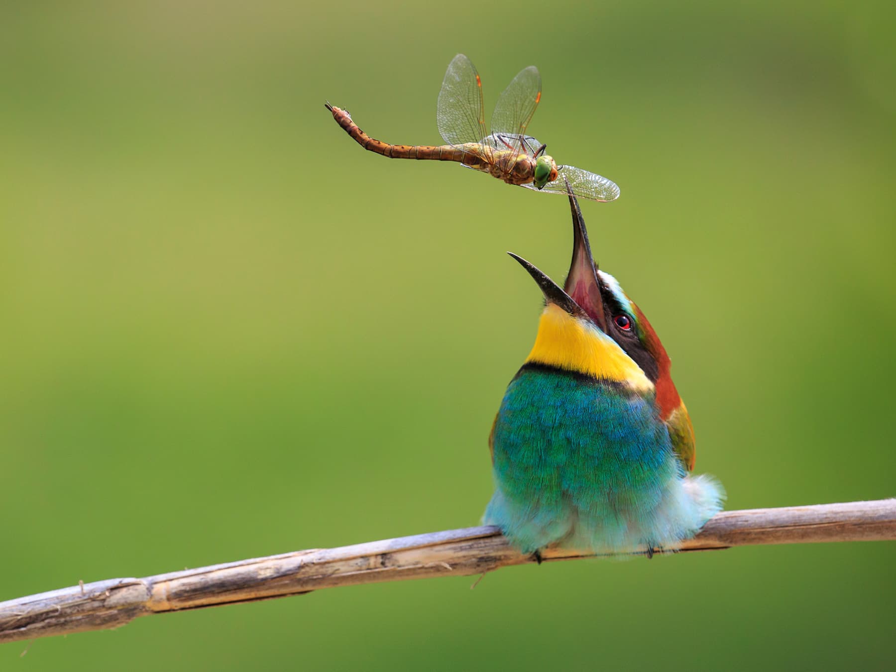Bee eater catching dragonfly