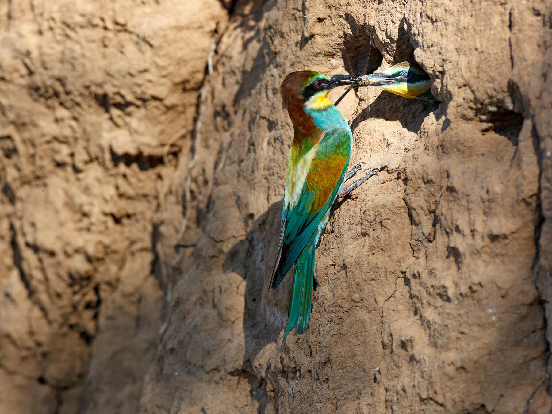 Bee-eater at nest feeding young