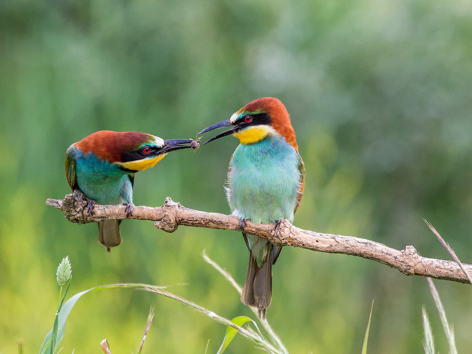 Bee-eaters feeding on perch