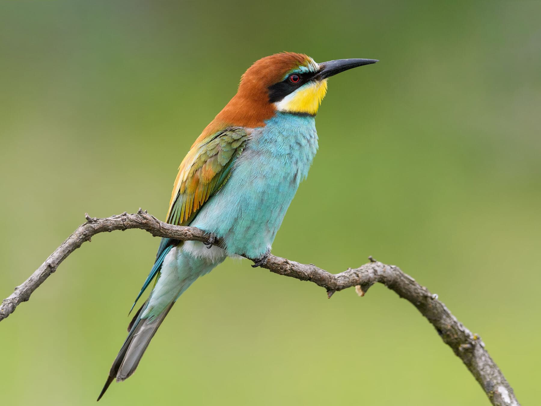 Bee eater