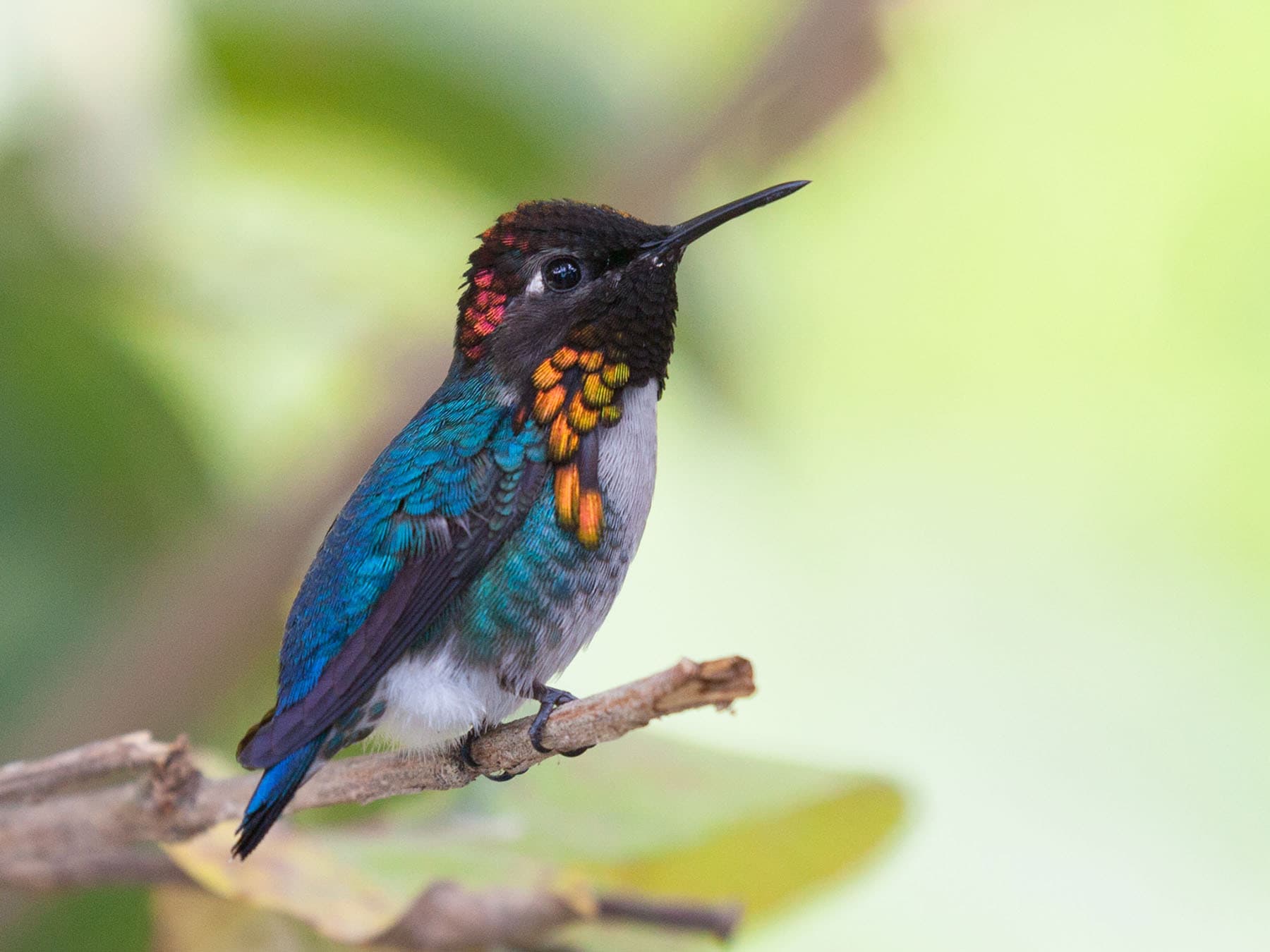 Close up of a Bee Hummingbird