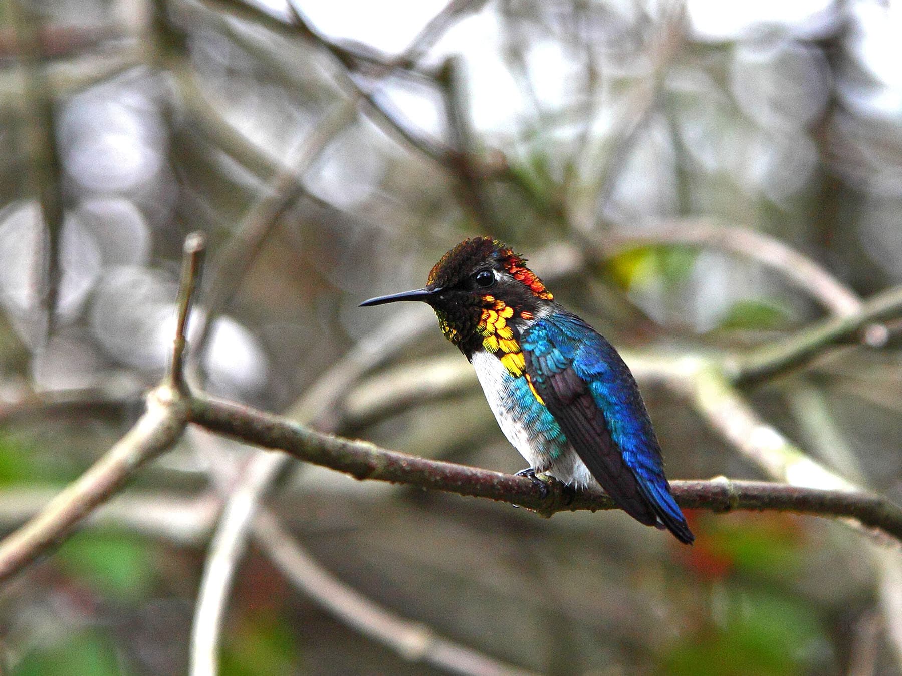 Bee Hummingbird | Birdfact