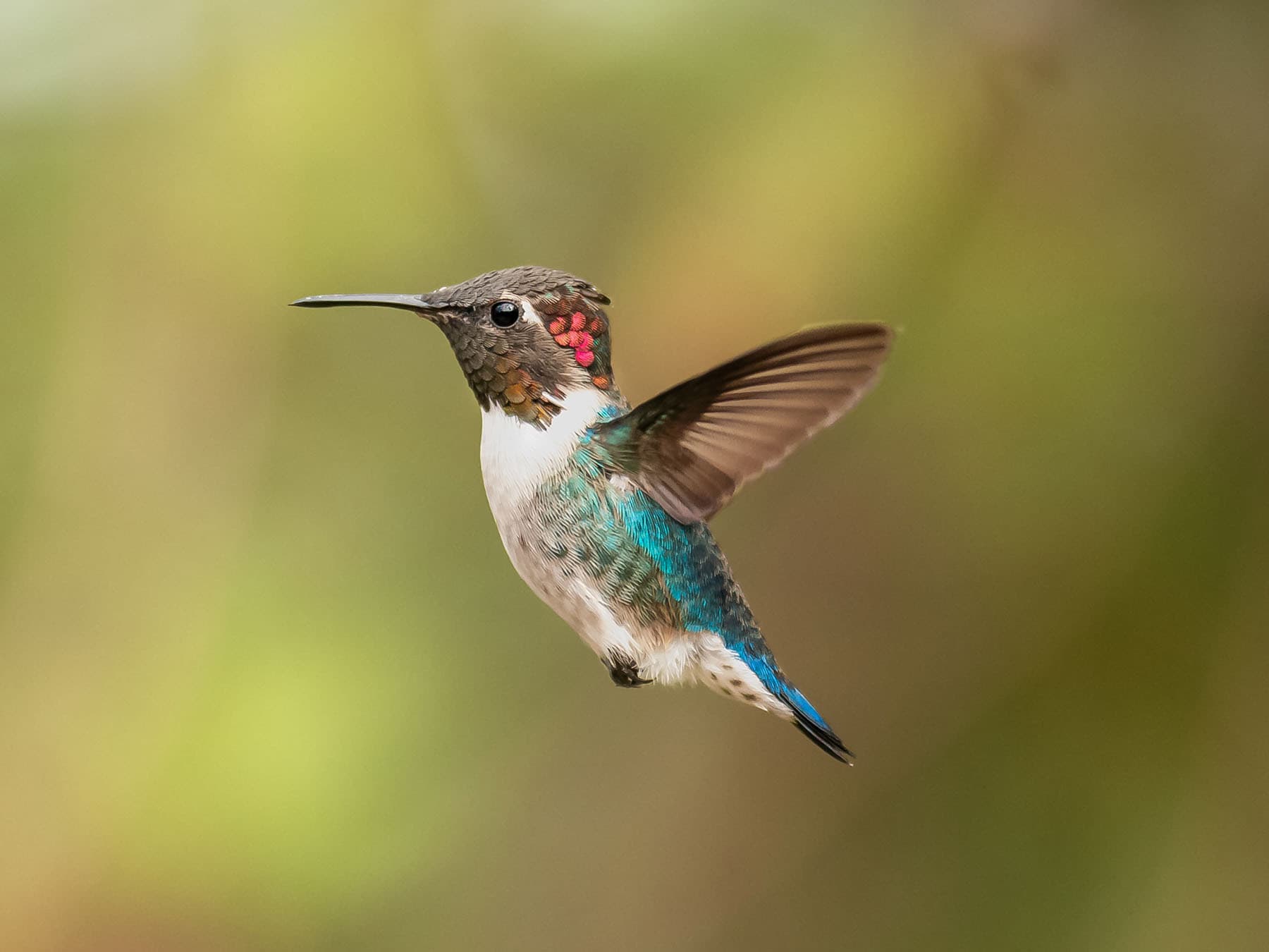 Bee Hummingbird in flight