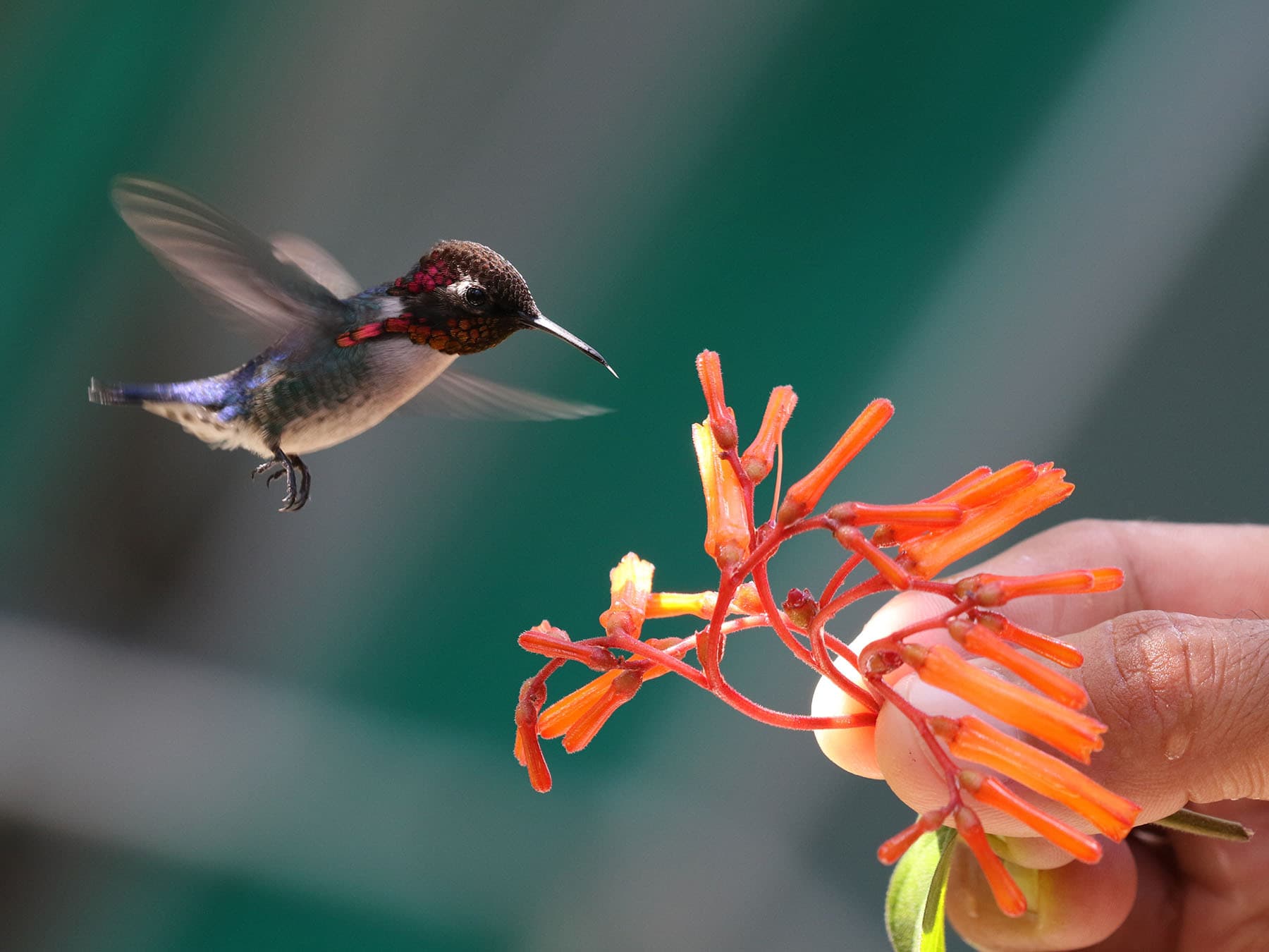 Bee Hummingbird near a human hand, for size comparison