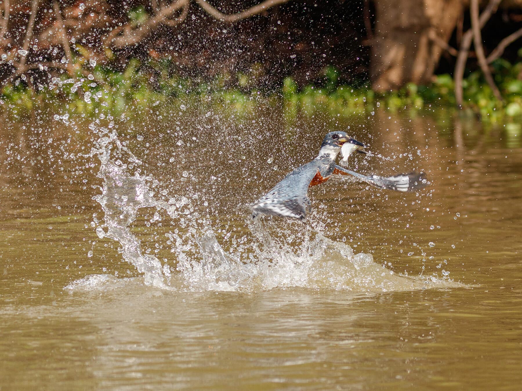 Belted kingfisher hunting