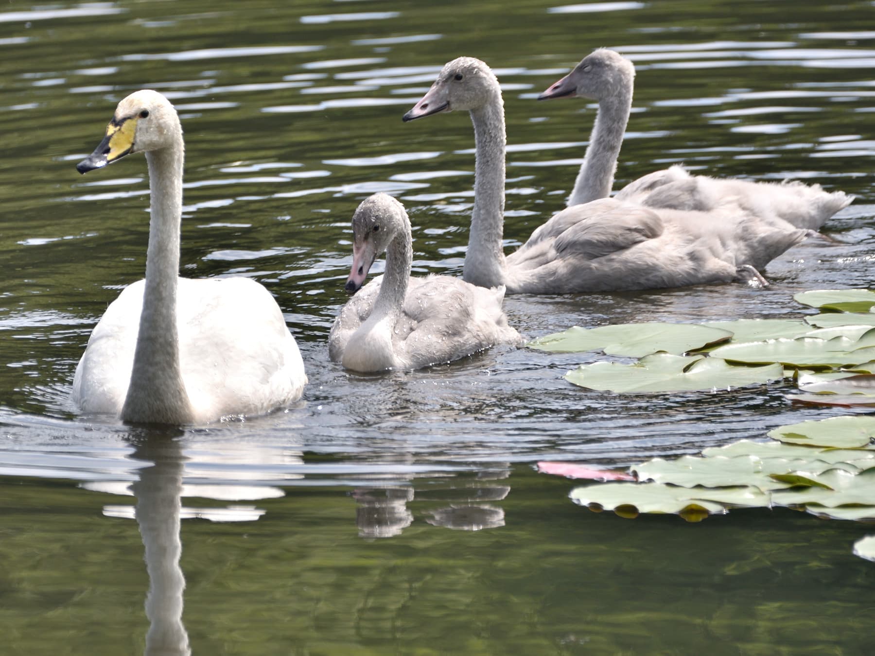 Tundra Swan swimming with her cygnets