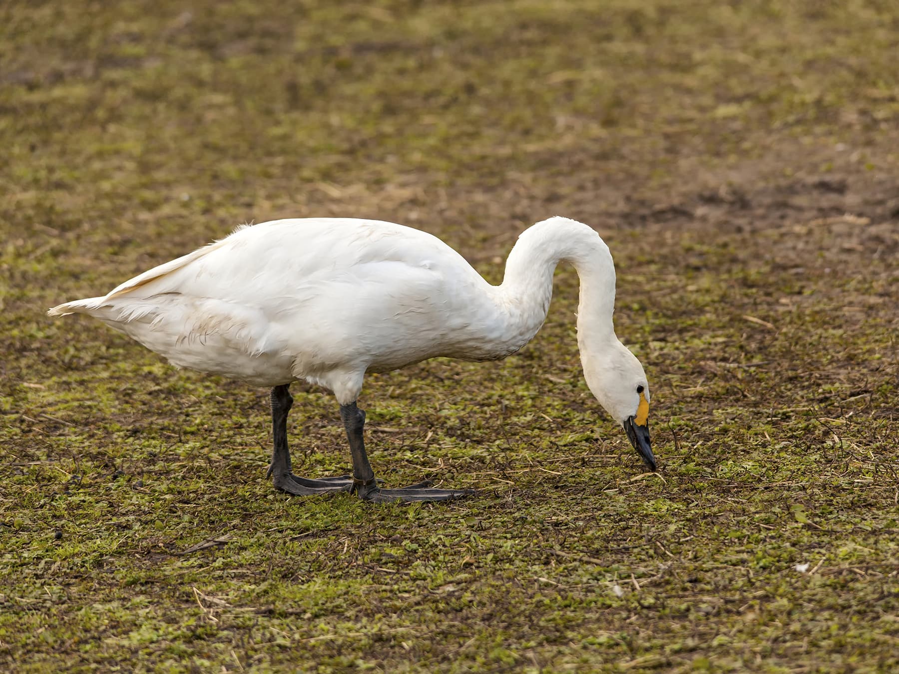 Tundra Swan foraging in natural habitat