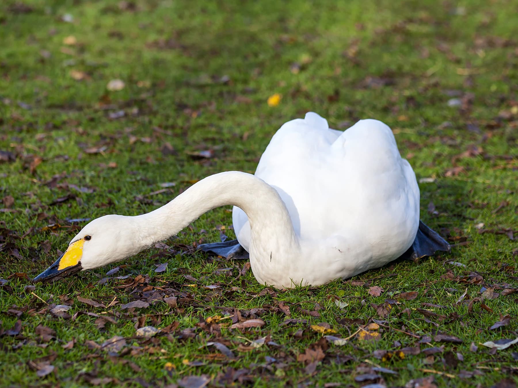 Tundra Swan foraging in grassland habitat