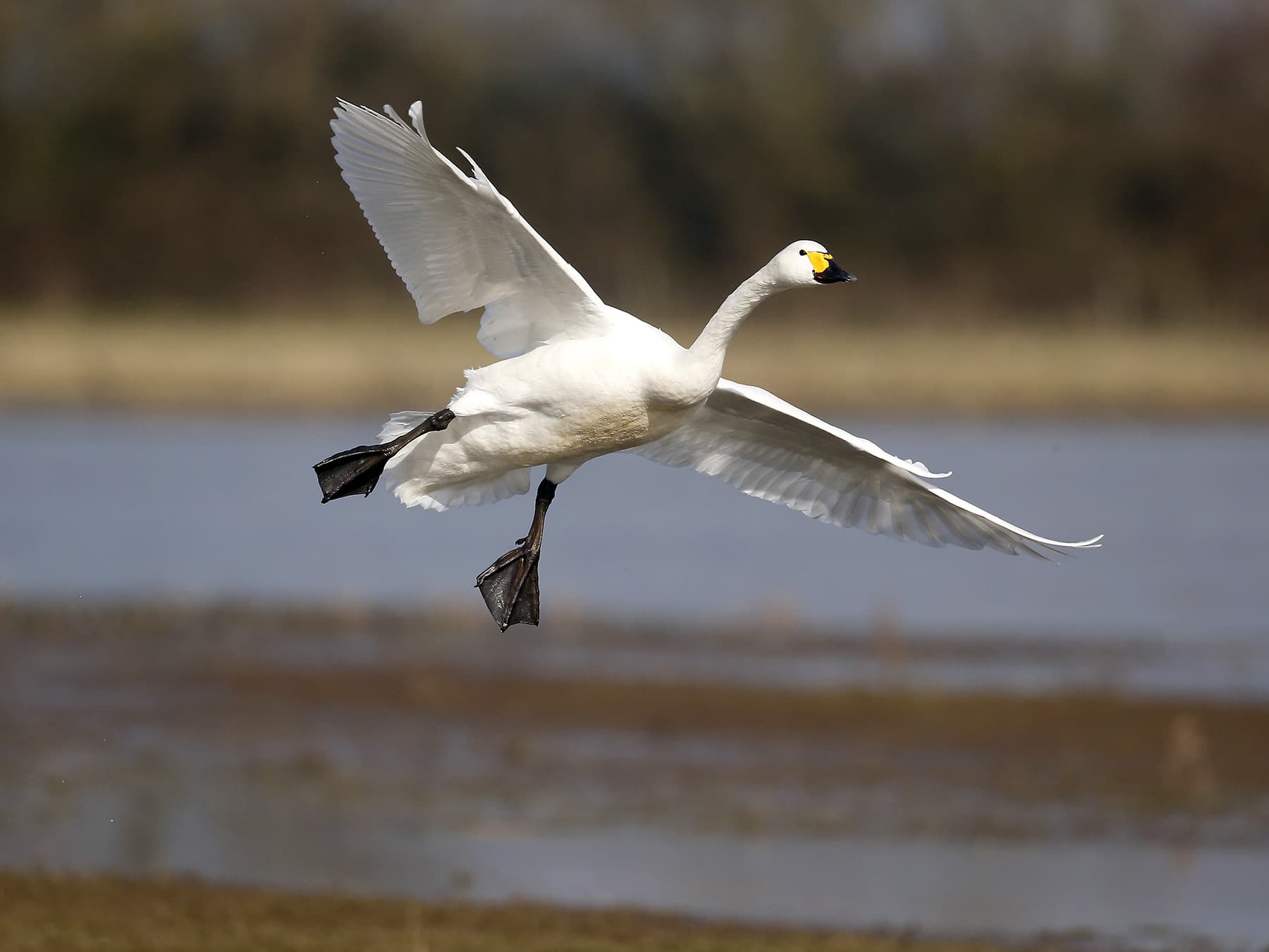 Tundra Swan in-flight over the lake