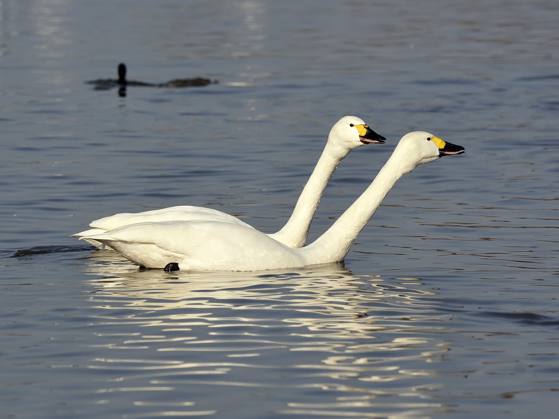 Pair of Tundra Swans swimming on the lake