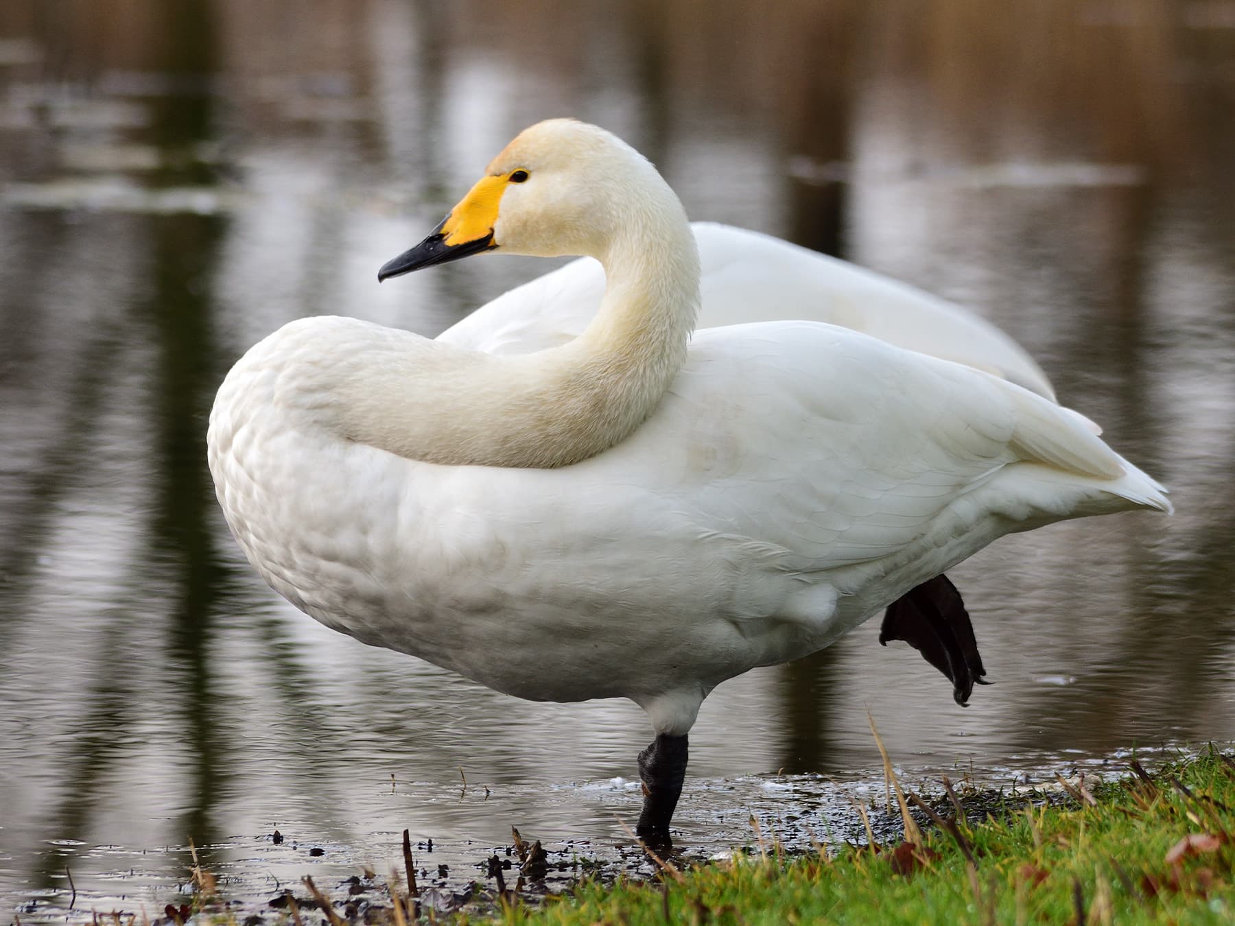 Tundra Swan standing and stretching on the riverbank