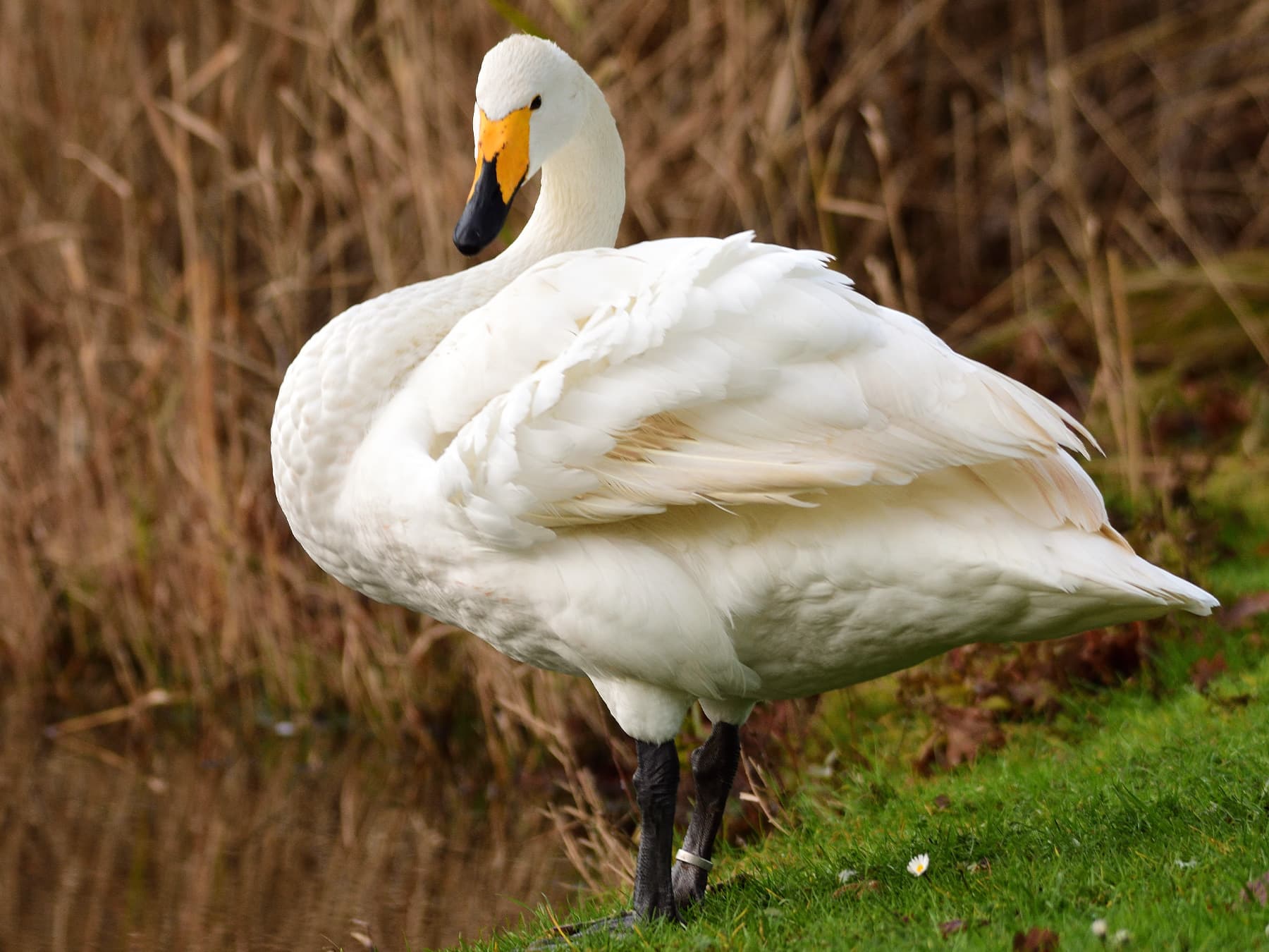 Tundra Swan standing by the edge of the river
