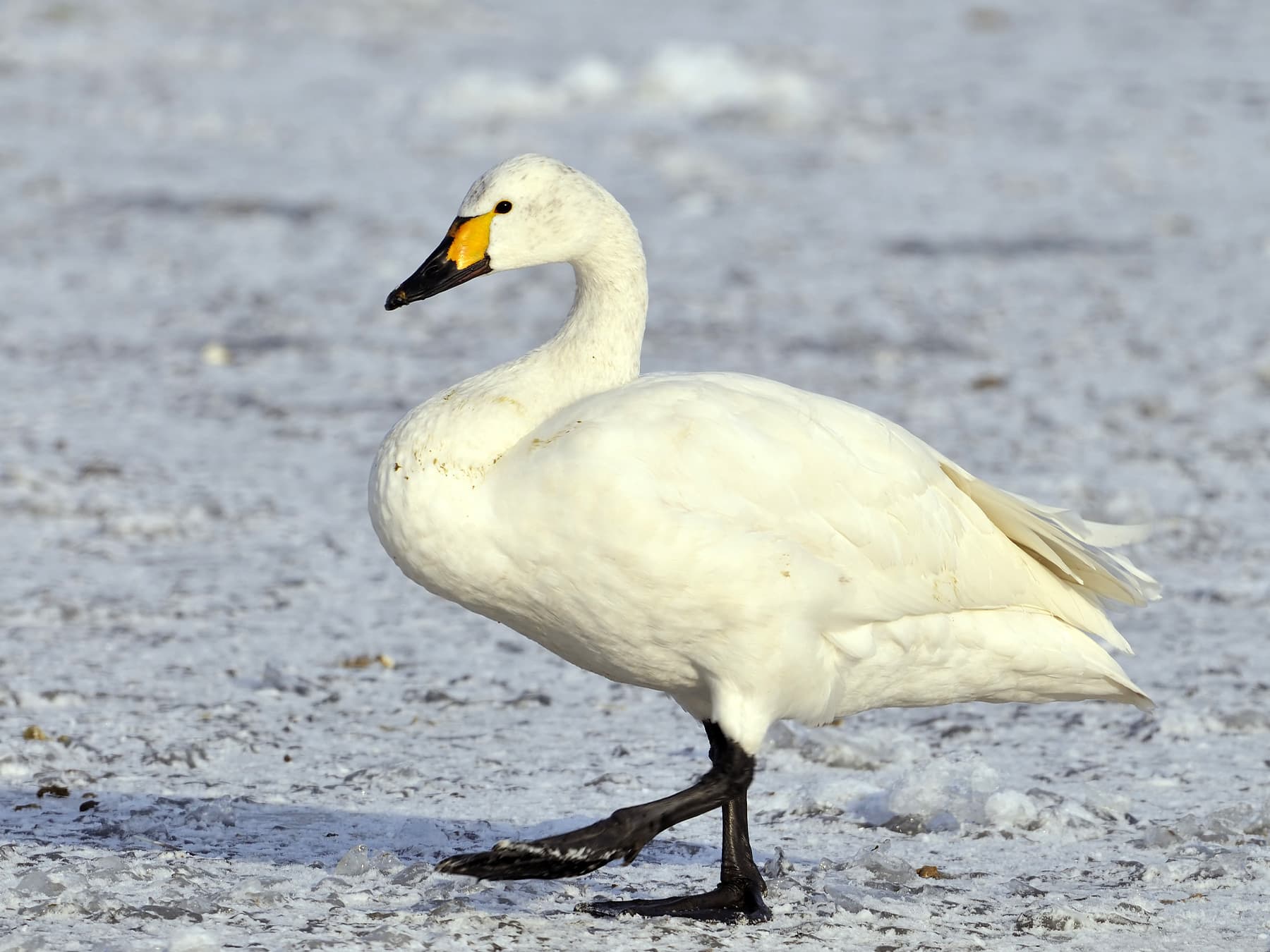 Tundra Swan walking across the icy ground during winter