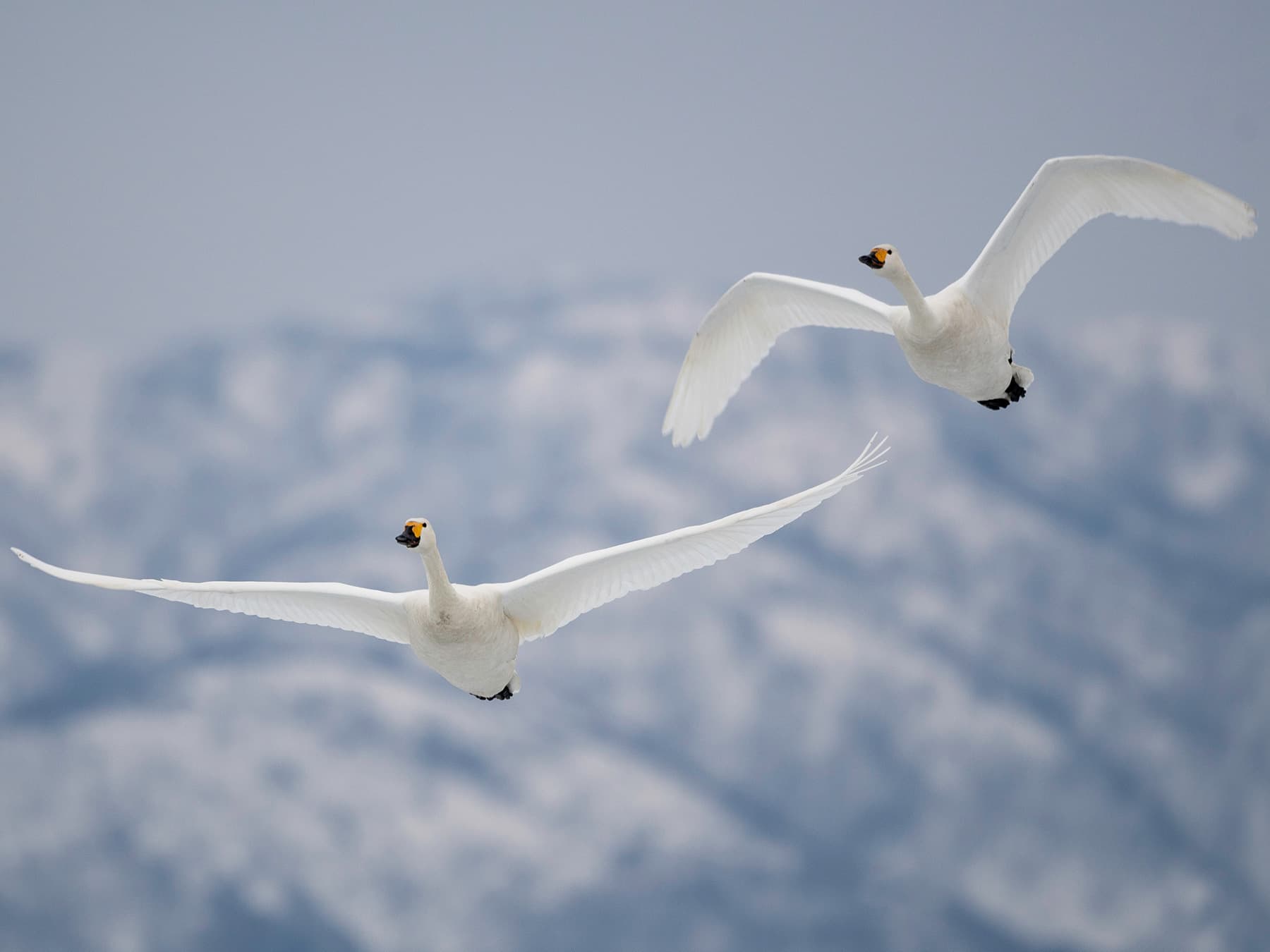Pair of Tundra Swans in-flight near to the mountains
