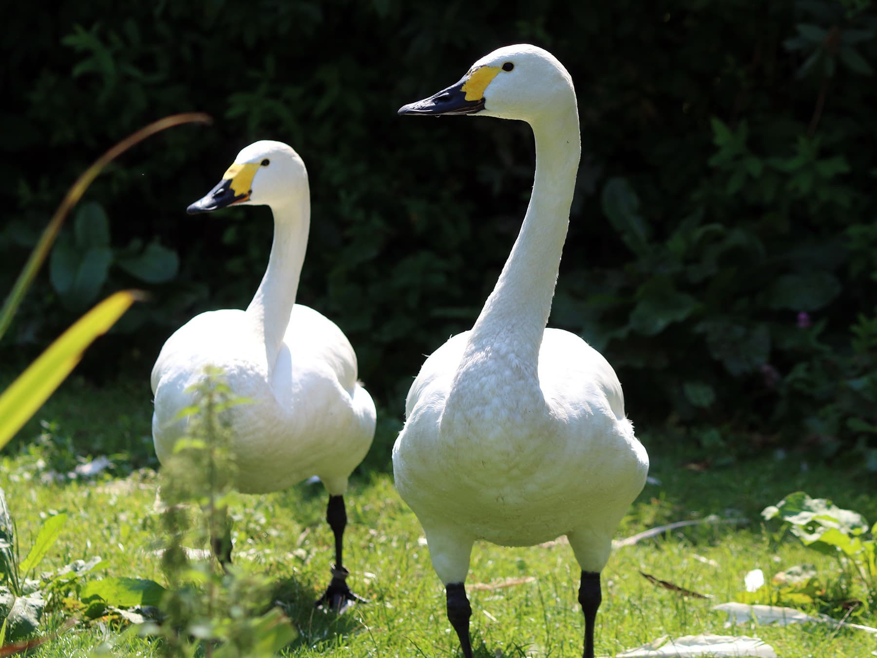 Pair of Tundra Swans