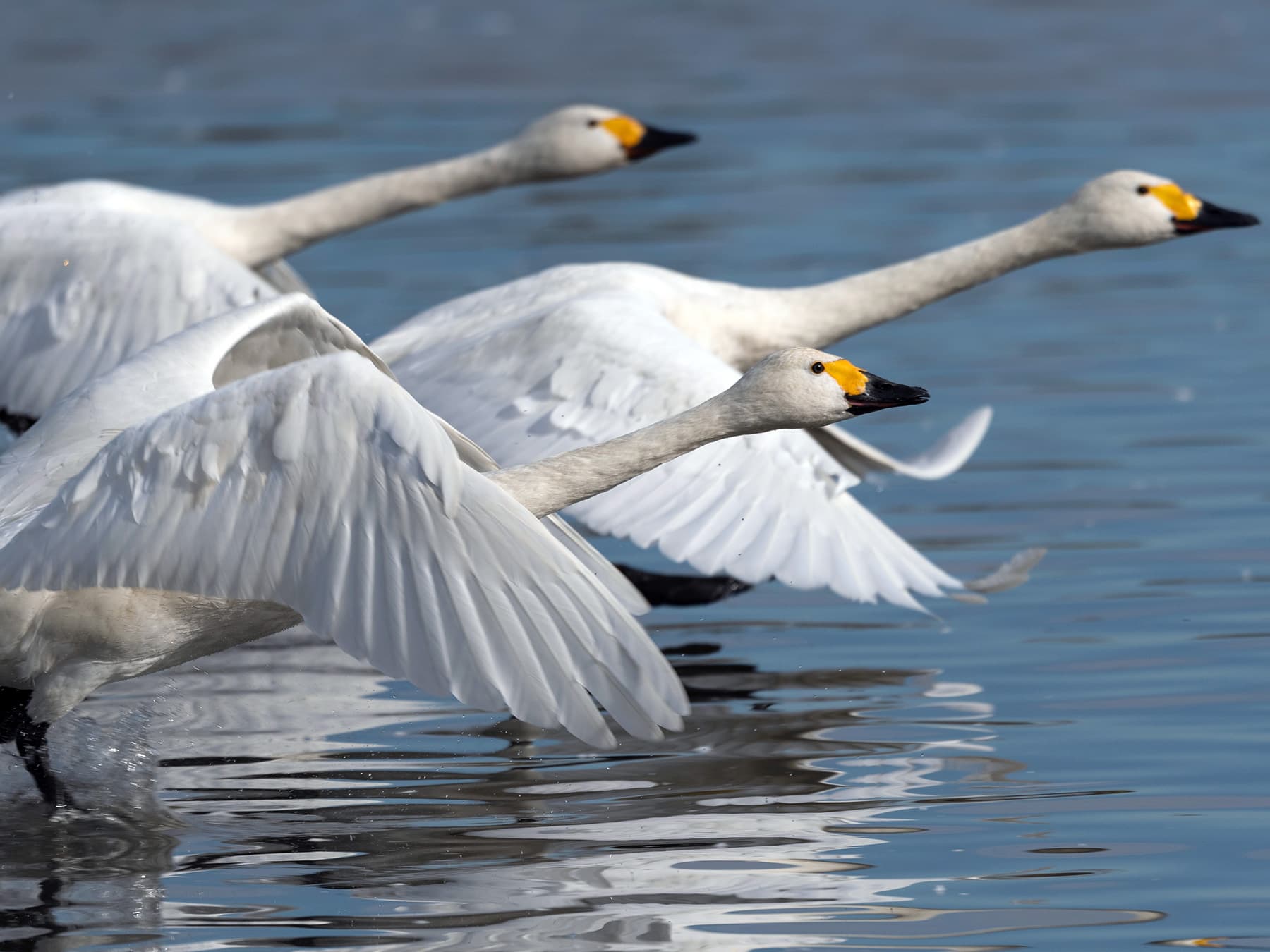 Tundra Swans taking-off from the water