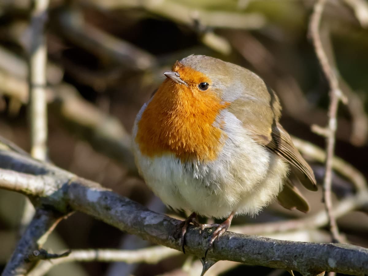 air sac system | Birdfact