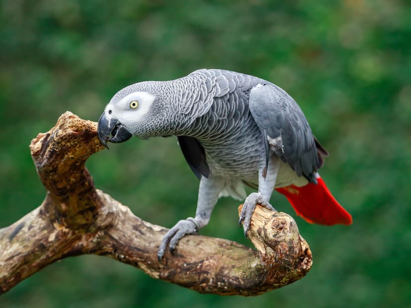 communication | Birdfact