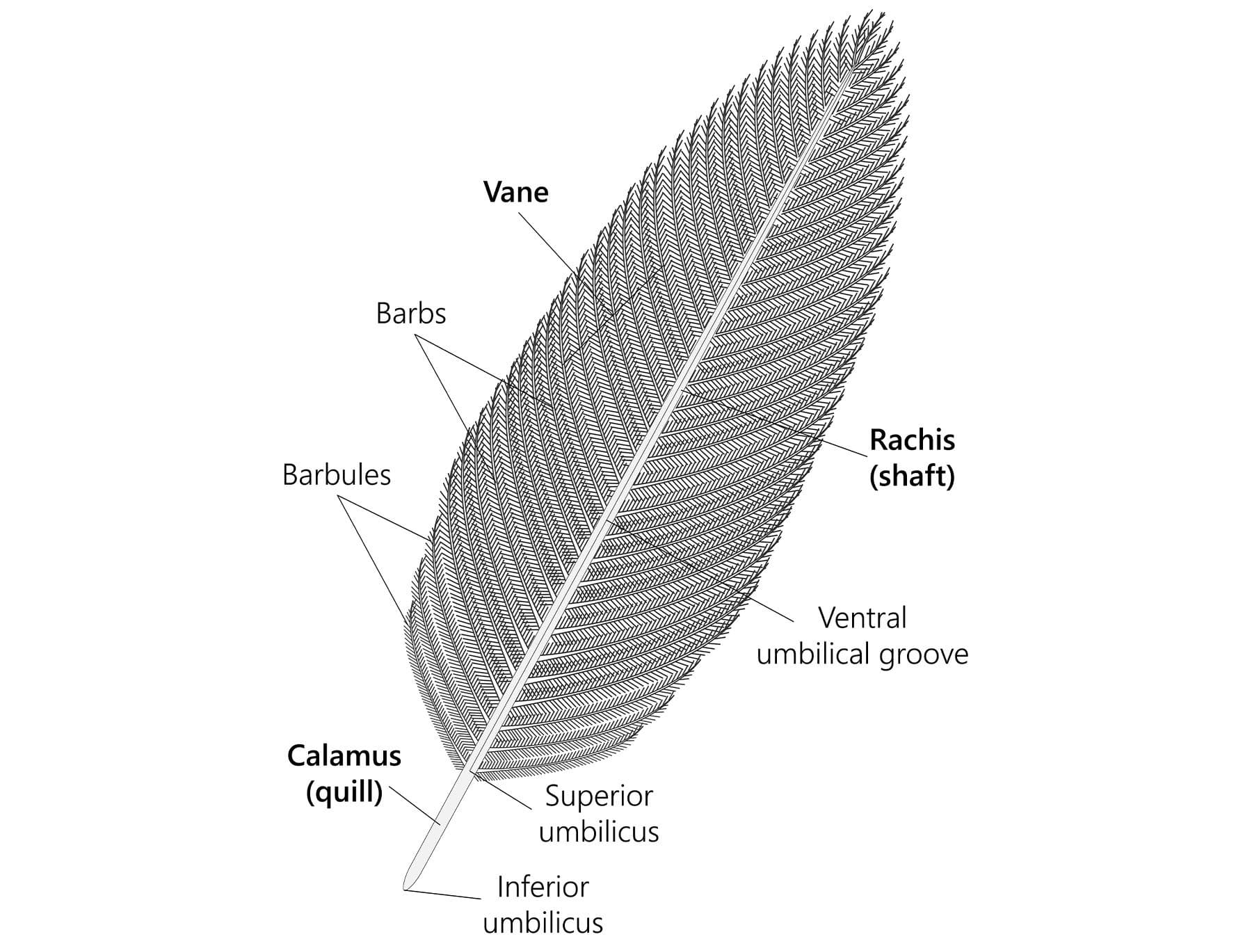 Bird feather anatomy