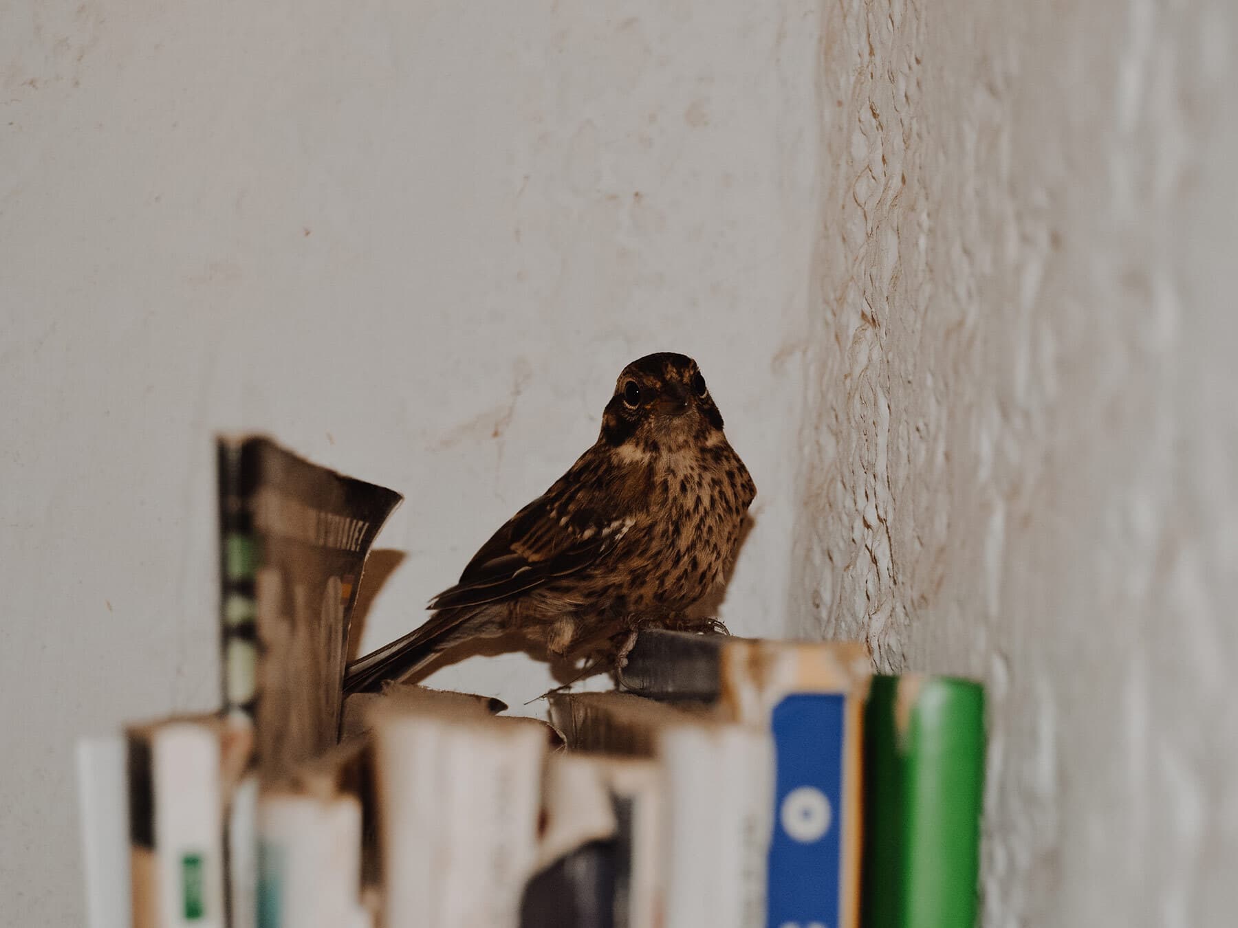 Bird inside library