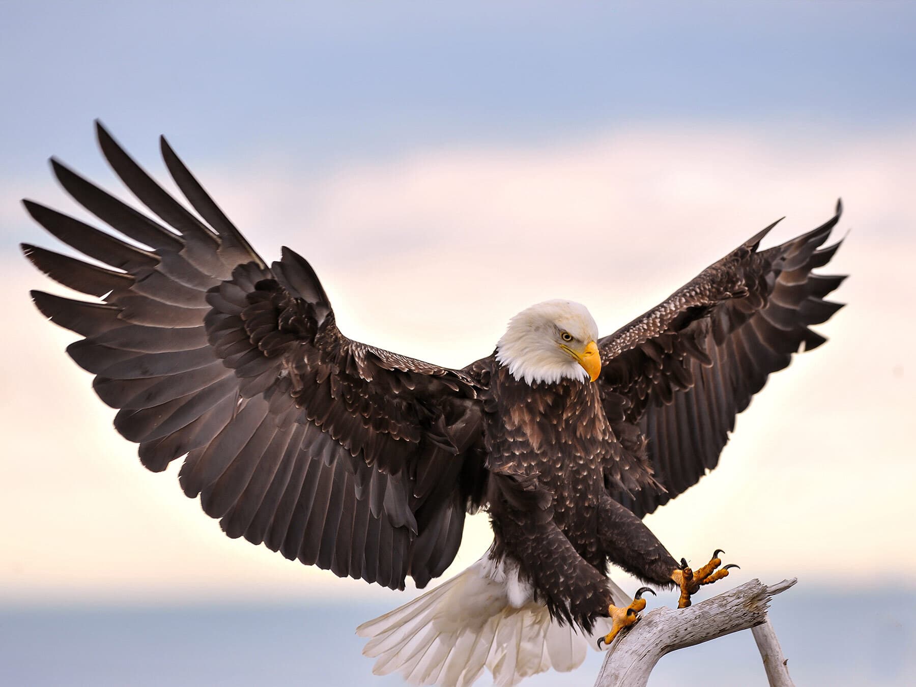 How Do Birds Fly? (InDepth Guide) Birdfact