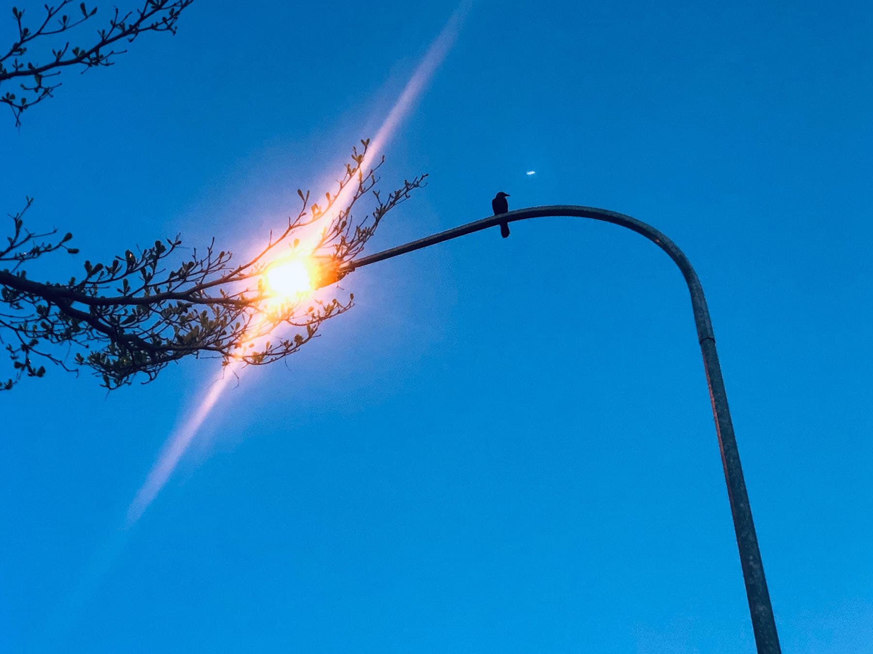 Bird perched on lamp post