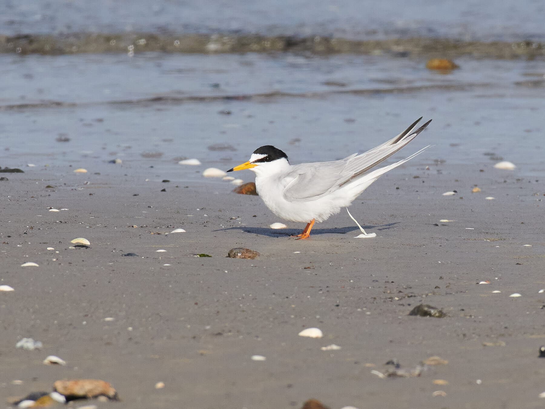 A bird pooping from a branch