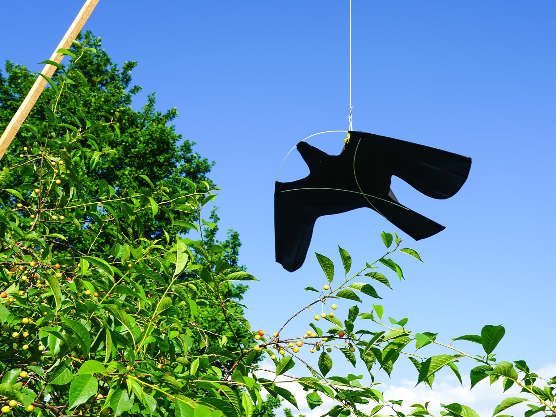 Bird repellent that imitates a hawk or falcon