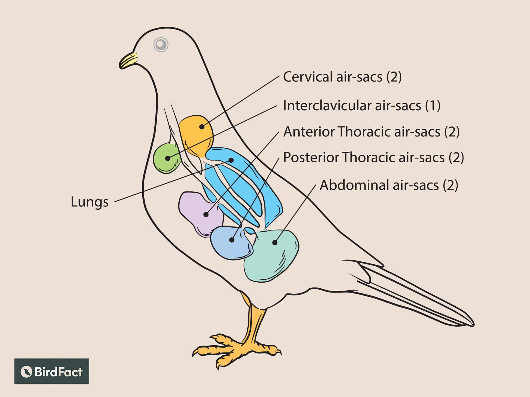 Bird respiratory system