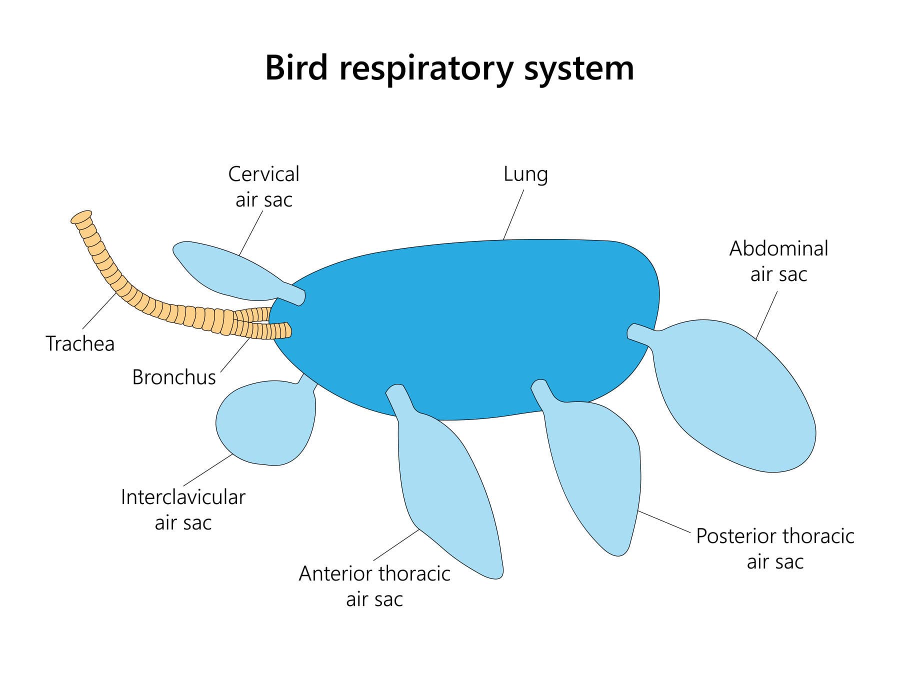 Bird respiratory system