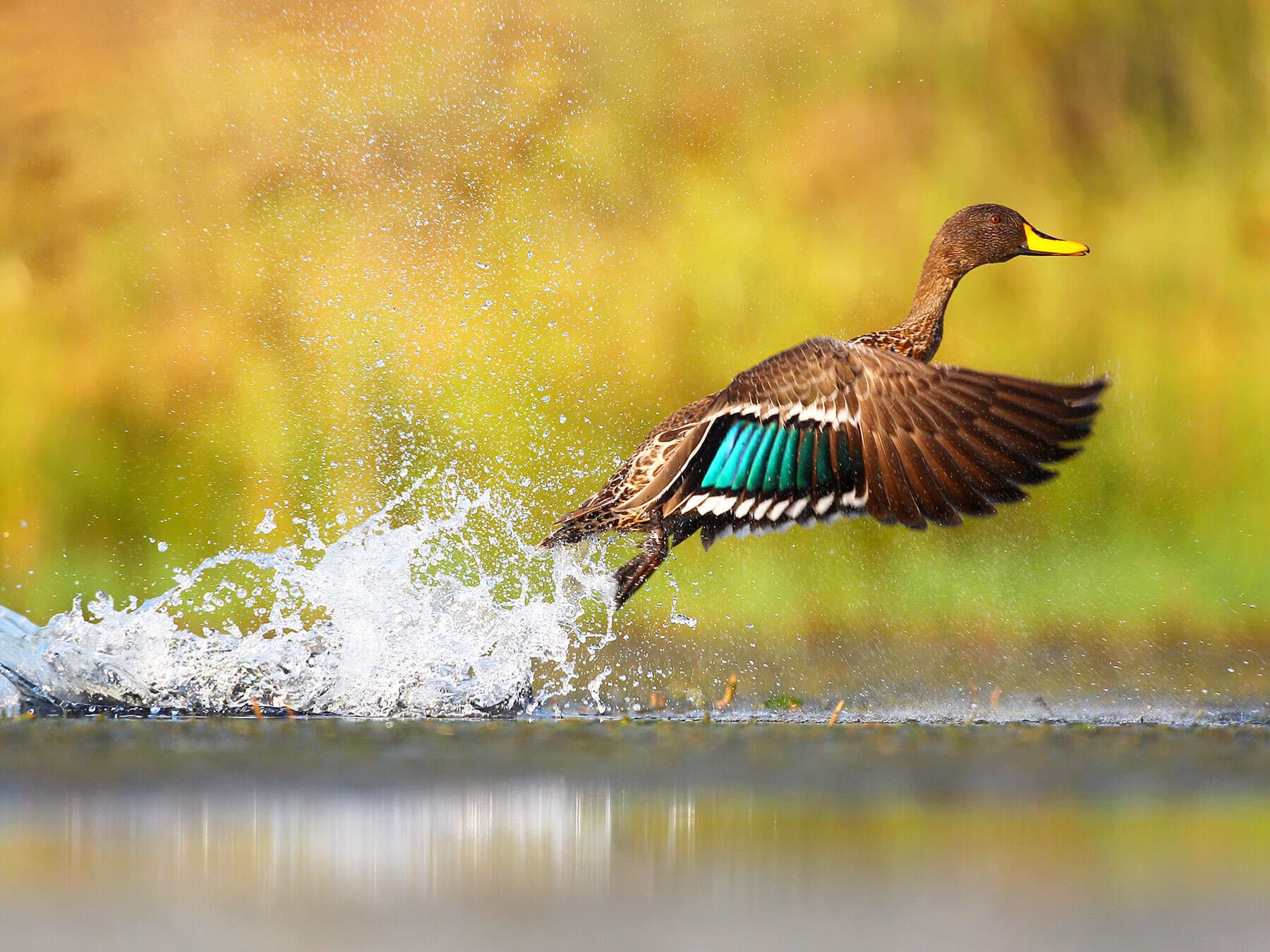 Bird taking off from water