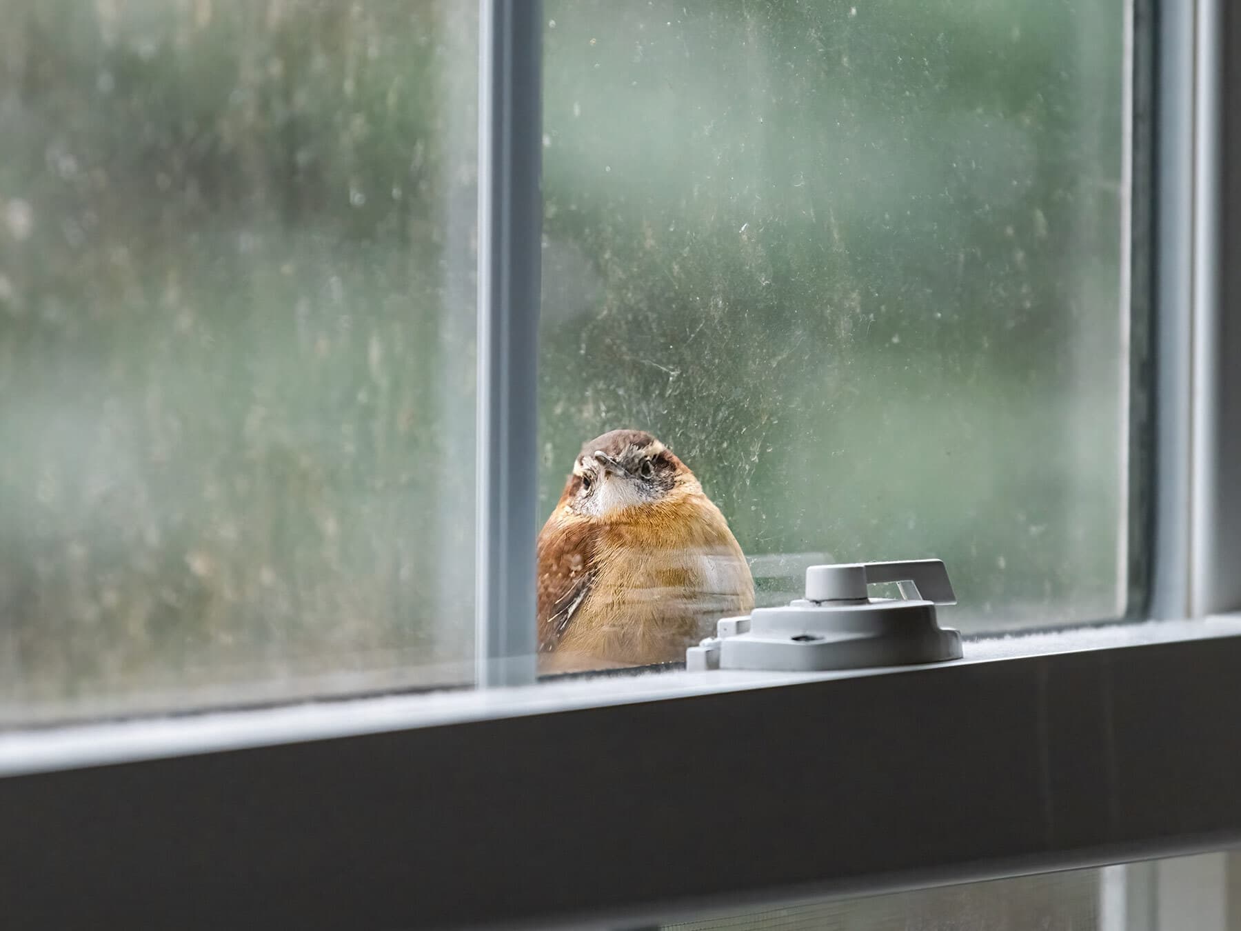 Bird window collisions