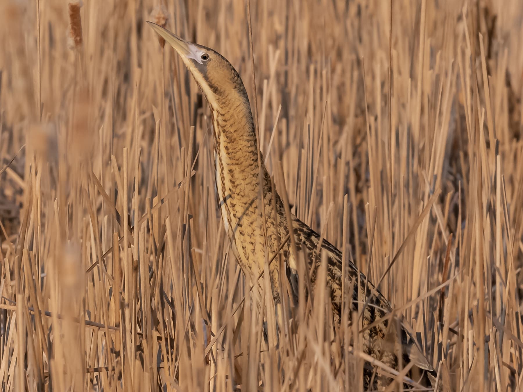 Bittern camouflaged in amongst the reeds