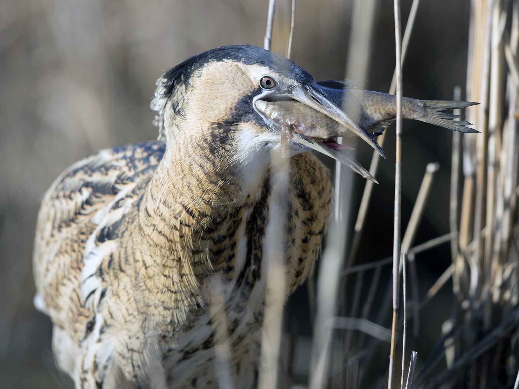 Bittern feeding on fish