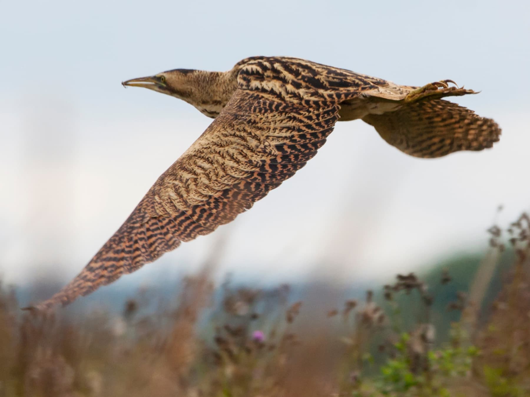 Bittern in-flight over meadow