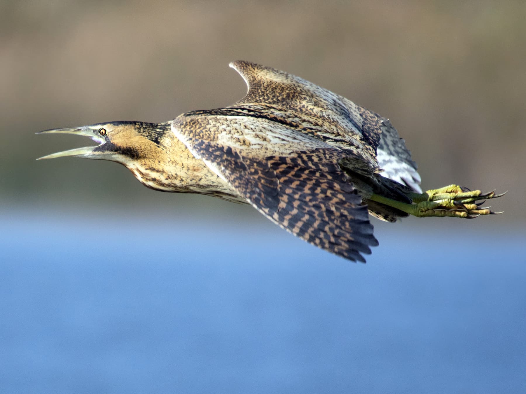 Bittern in-flight