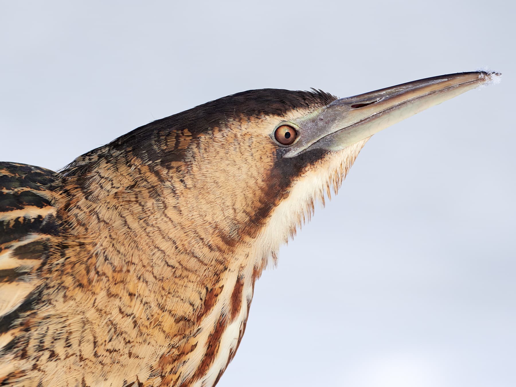 Bittern portrait