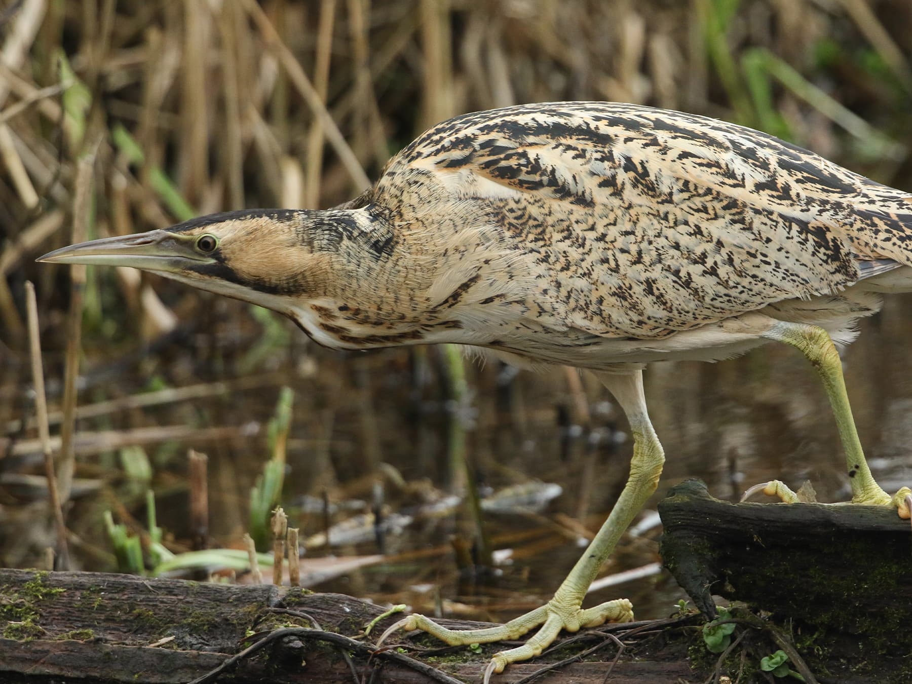 Bittern looking for prey