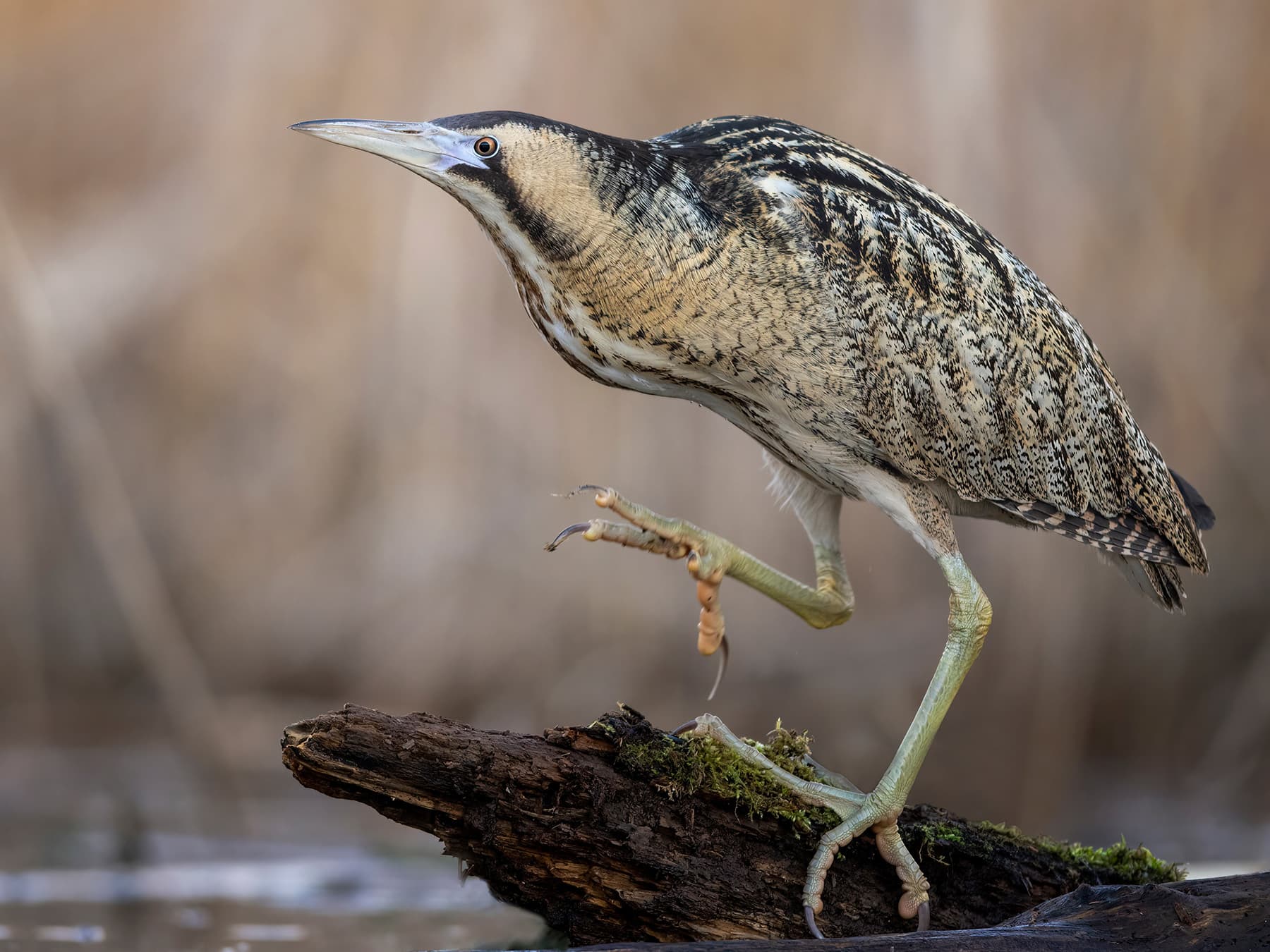 Bittern in natural habitat