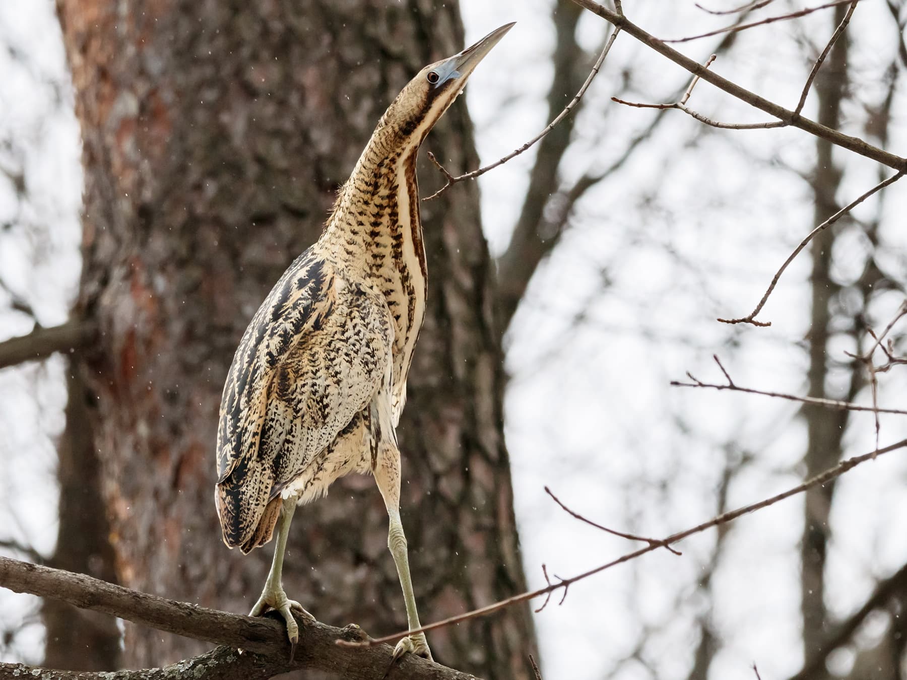 Bittern standing on a branch