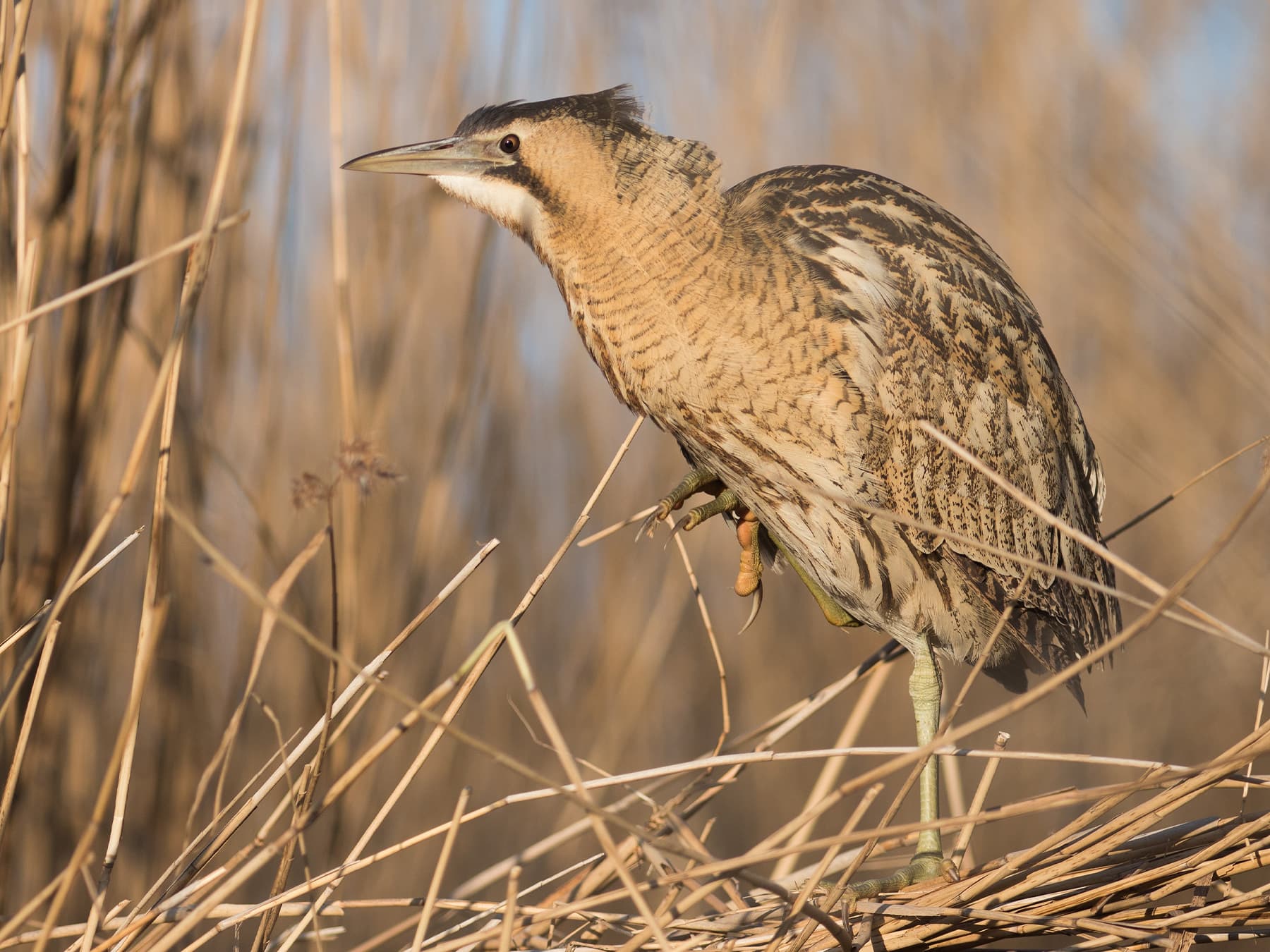 Bittern standing in reeds on one leg in wetland