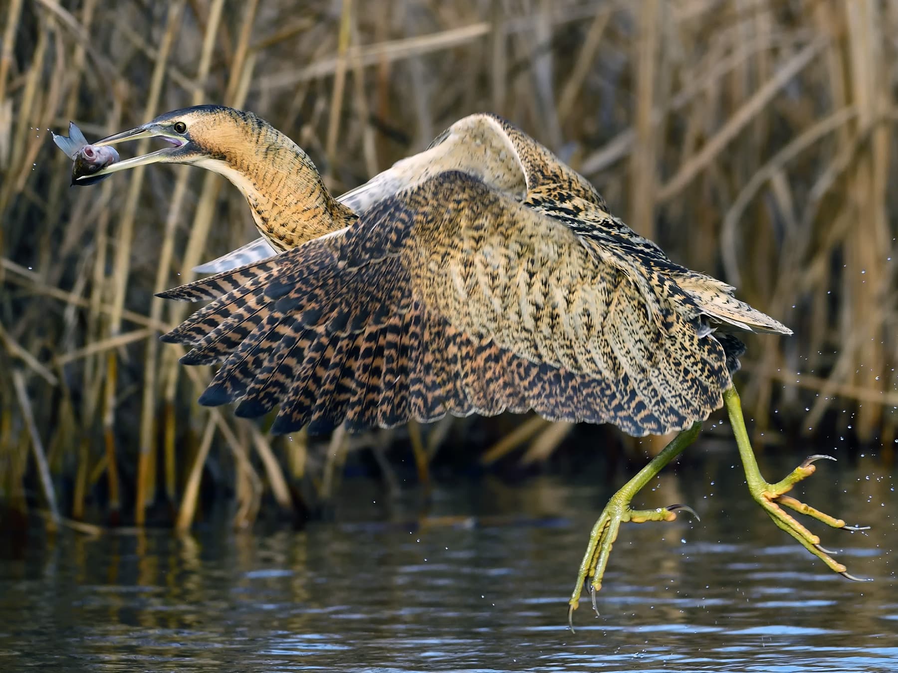 Bittern taking-off with fish in its beak
