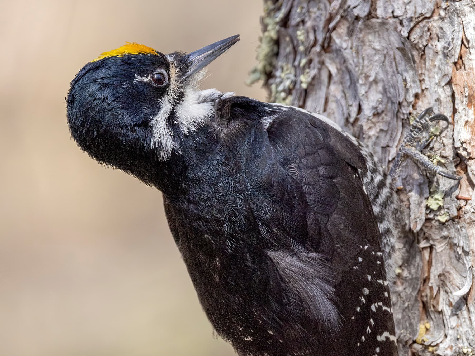 Black-backed Woodpecker (Male) perching on a tree trunk